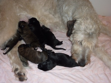 Valparna 3 dygn. 1 svart hanvalp, 2 svarta tikvalpar, 3 brindle tikvalpar