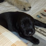 P1010175ll