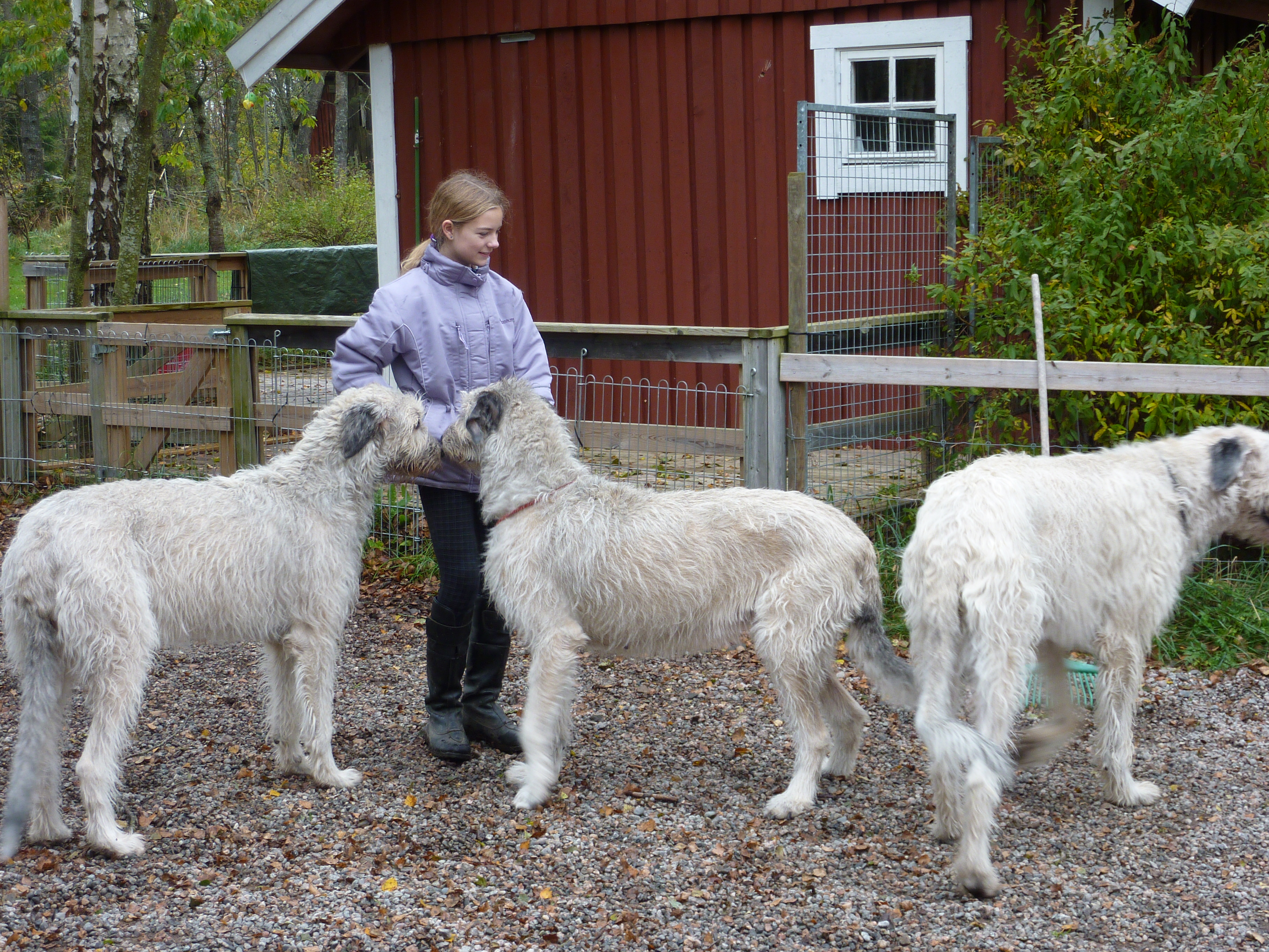 Fia,Elois,Frodo och Emma 2010 oktober