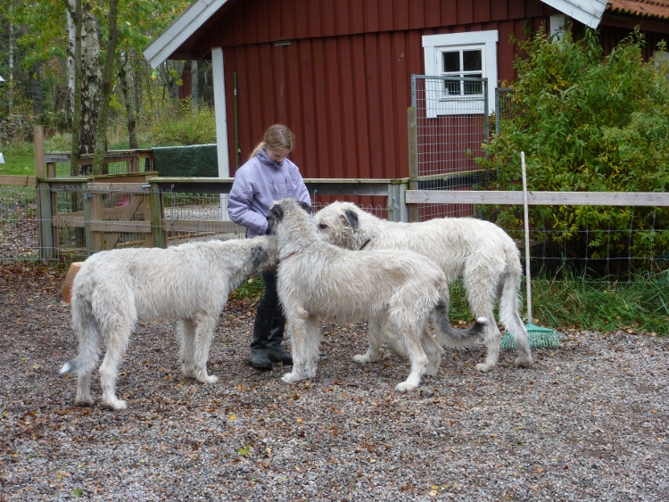 Fia,Elois,Frodo och Emma 2010 oktober