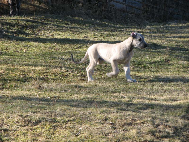 Frodo 2008 februari