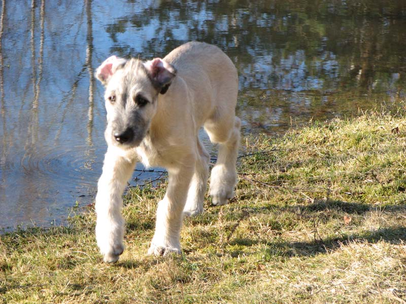 Frodo 2008 februari